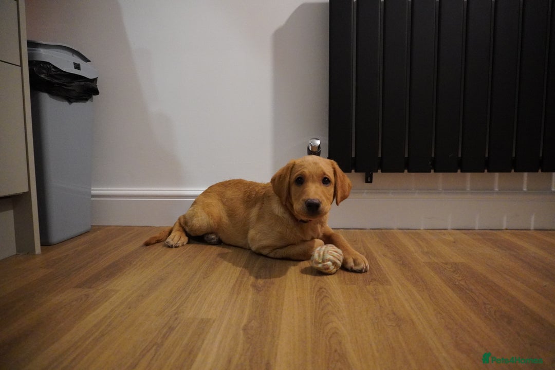 Labrador Retriever dogs for sale: Stunning KC Fox Red & Yellow Labrador Puppies - Advert 21