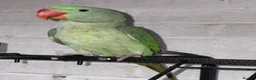Parakeets birds for sale: ALEXANDRINE PARROT 15 MONTH in Iver - Advert 4