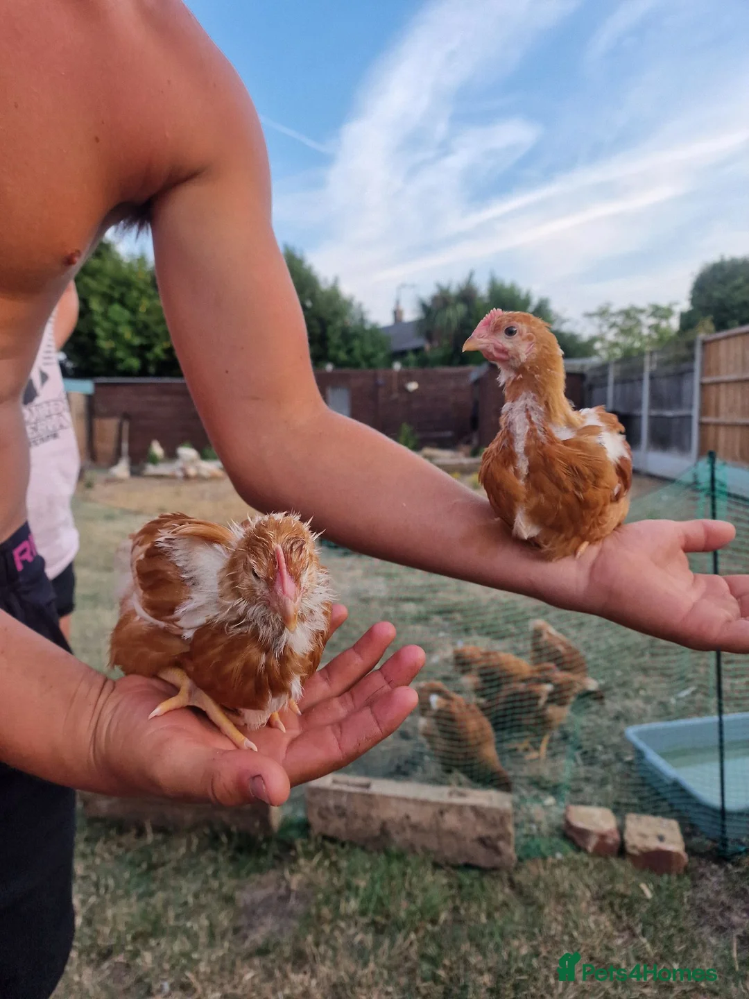 Chickens poultry for sale: Mixed chickens - Advert 5
