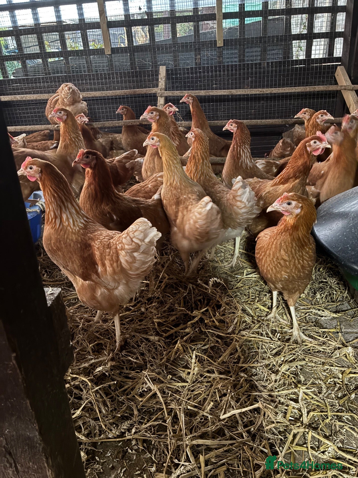 Hens poultry Point of lay fully vaccinated hybrid hens isa  - Advert 2