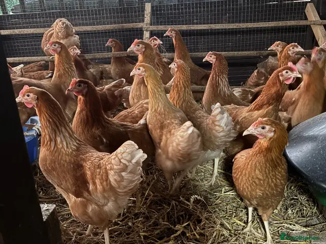 Hens poultry Point of lay fully vaccinated hybrid hens isa - Advert 2