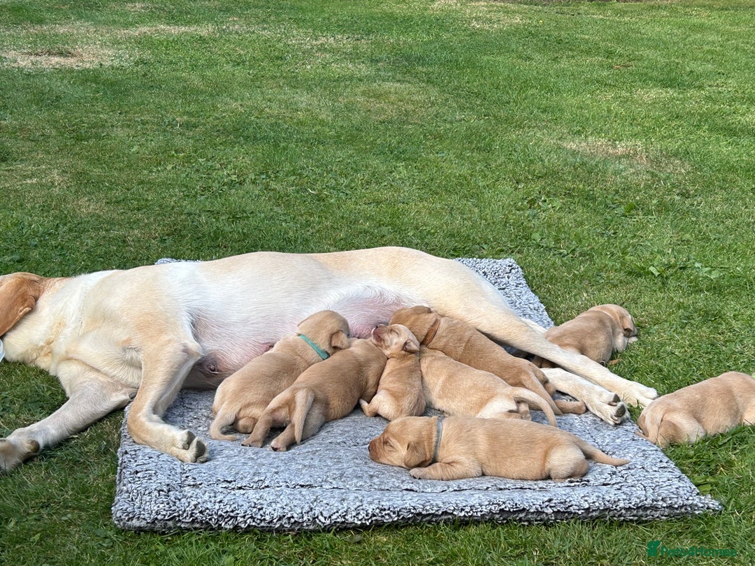 Labrador Retriever dogs for sale: Beautiful Labrador Puppies  - Image 9