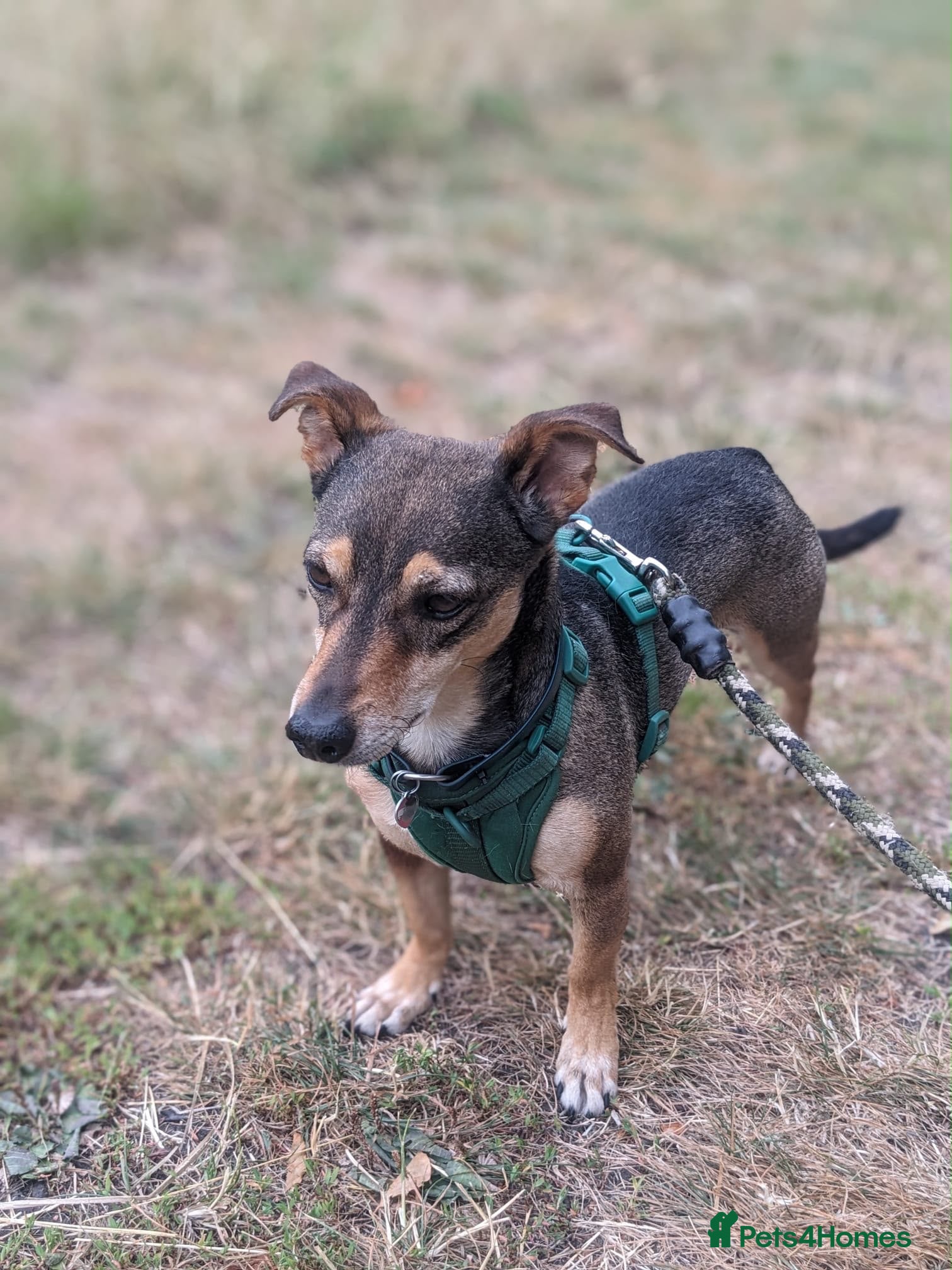 Mixed Breed dogs Sweet Dali looking for LOVE  - Advert 1