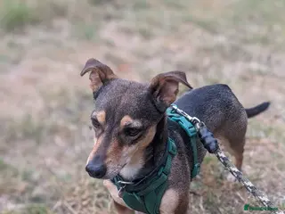 Mixed Breed dogs Sweet Dali looking for LOVE - Advert 2