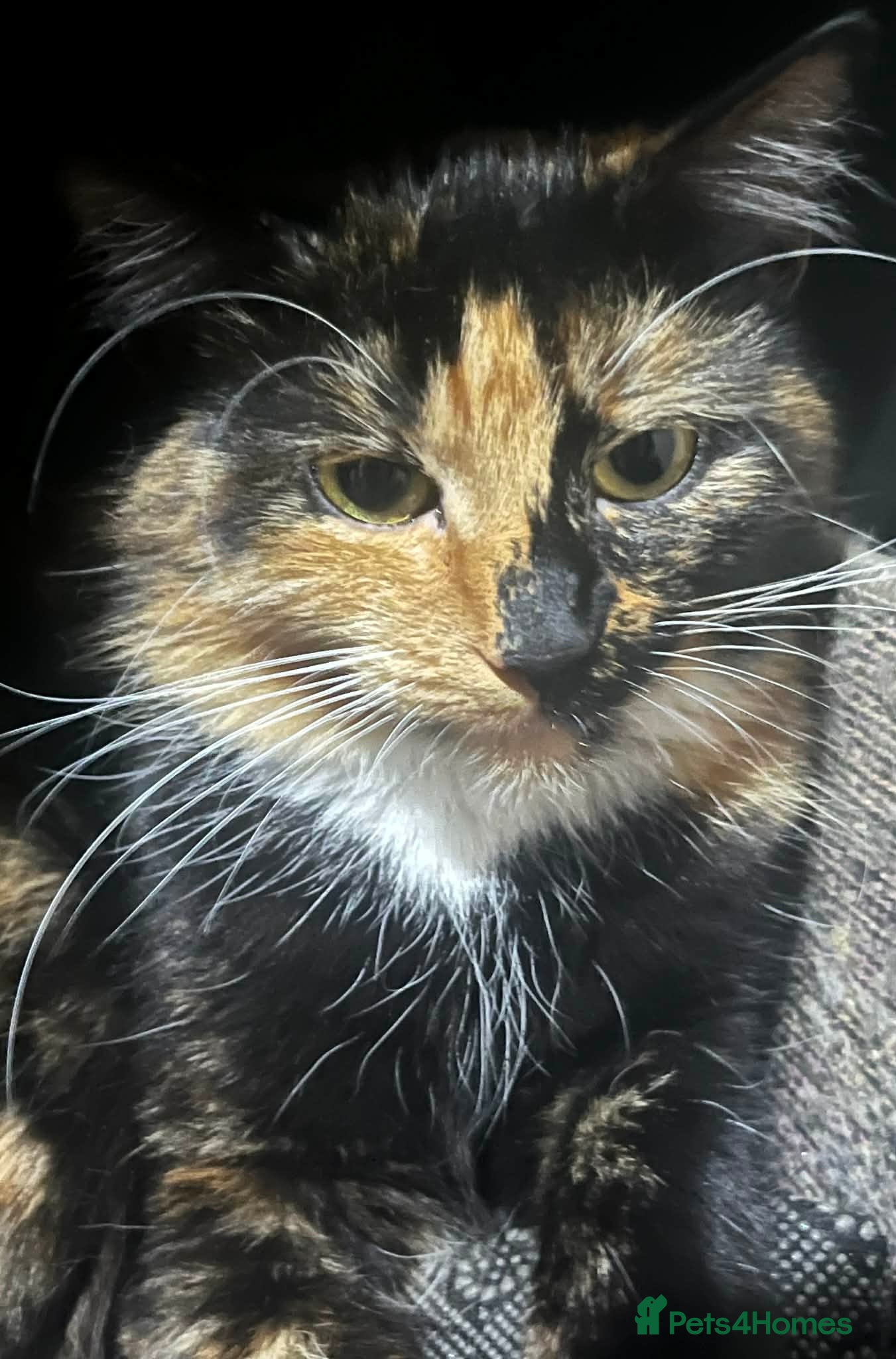 Domestic Shorthair cats 2 female tortoiseshell cats  - Advert 7