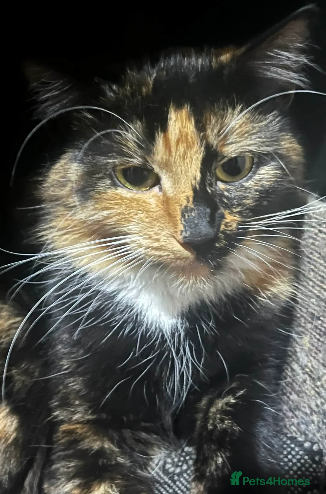 Domestic Shorthair cats for sale: 2 female tortoiseshell cats  in Blandford Forum - Advert 1