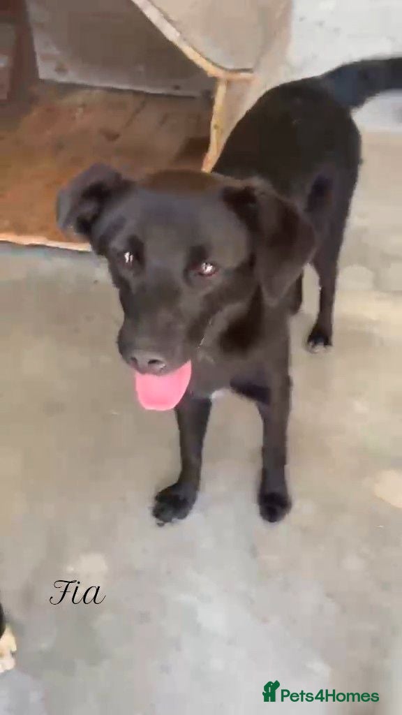 Mixed Breed dogs Fia, 8 months approx. Available for adoption. - Advert 1