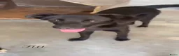 Mixed Breed dogs for adoption: Fia, 8 months approx. Available for adoption. - Advert 1