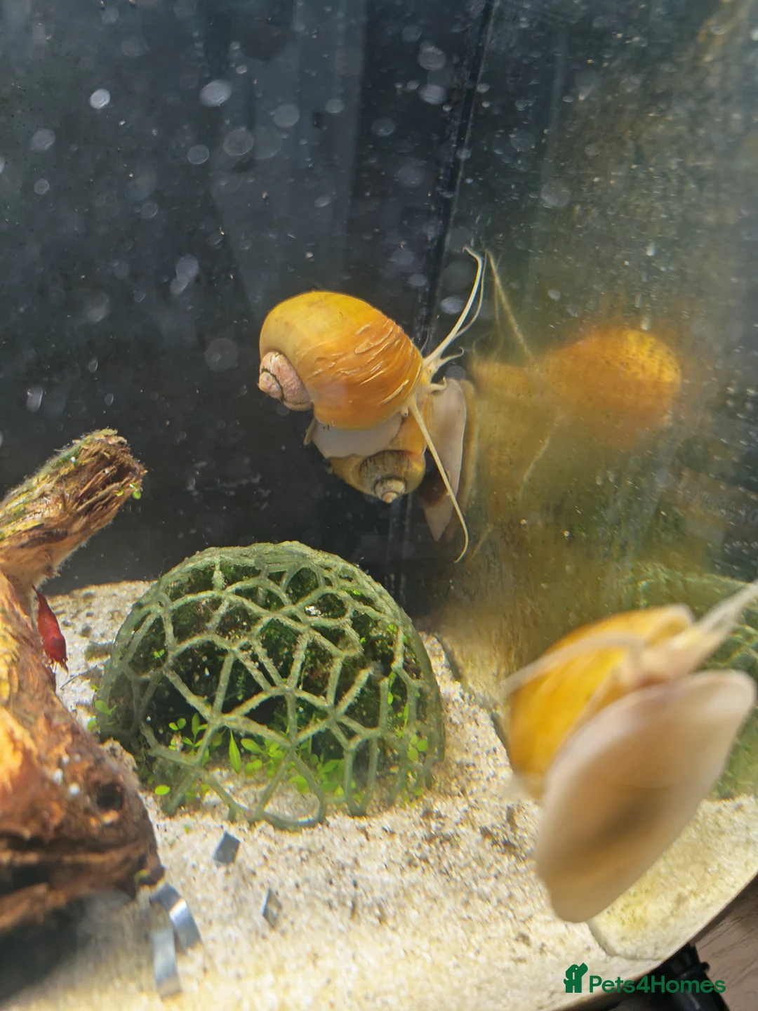 Snails invertebrates for sale: FREE Apple Snails x 3 in Huntingdon - Advert 3