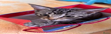 Kitten 3