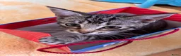 Mixed Breed cats for sale:  Kittens - Advert 32