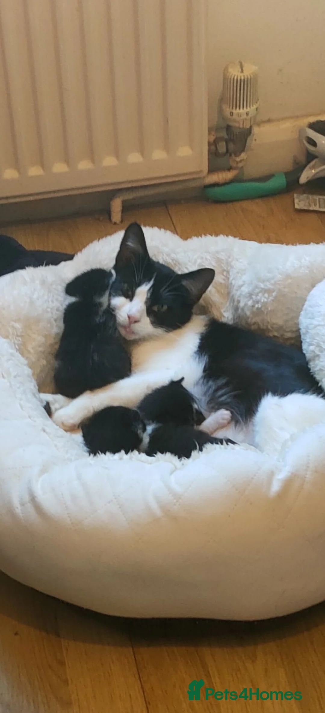 Mixed Breed cats for sale: Female Kitten looking for a loving home - Advert 4