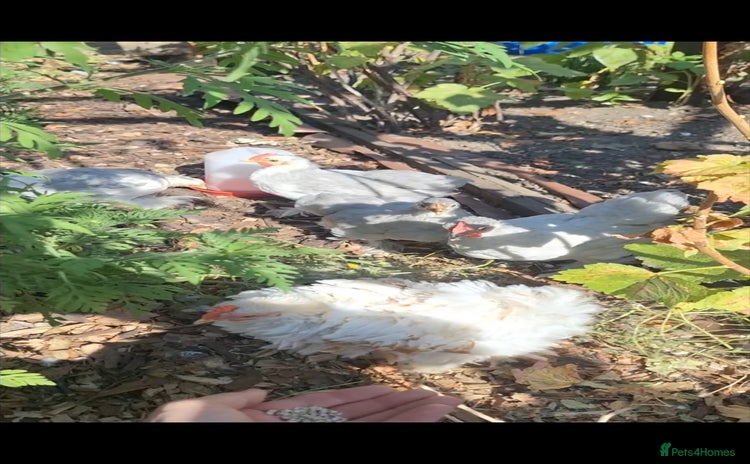 Hens poultry - Advert 1