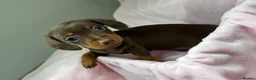 Dachshund dogs for sale:  Beautiful Miniature Dachshund Puppies 💖 - Advert 15