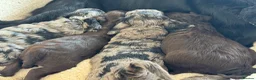 Cockapoo dogs for sale: MERL & CHOCOLATE F1COCKERPOOS HEALTH TESTED PARENT - Advert 4