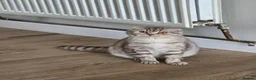 Scottish Fold cats for sale: Beautiful Tica Registered Babies - Advert 3