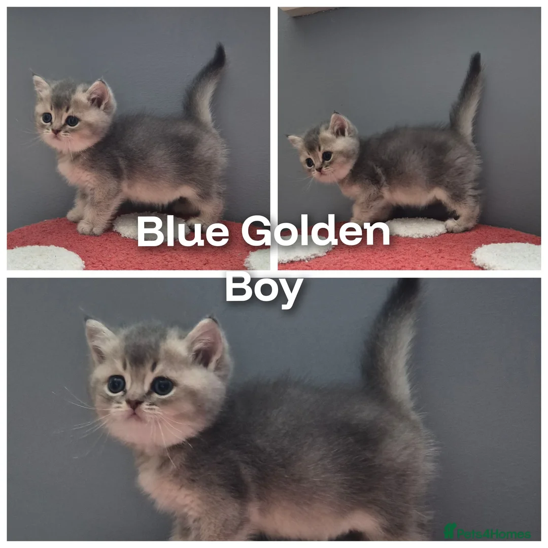 British Shorthair cats for sale: Golden British babies - Advert 8