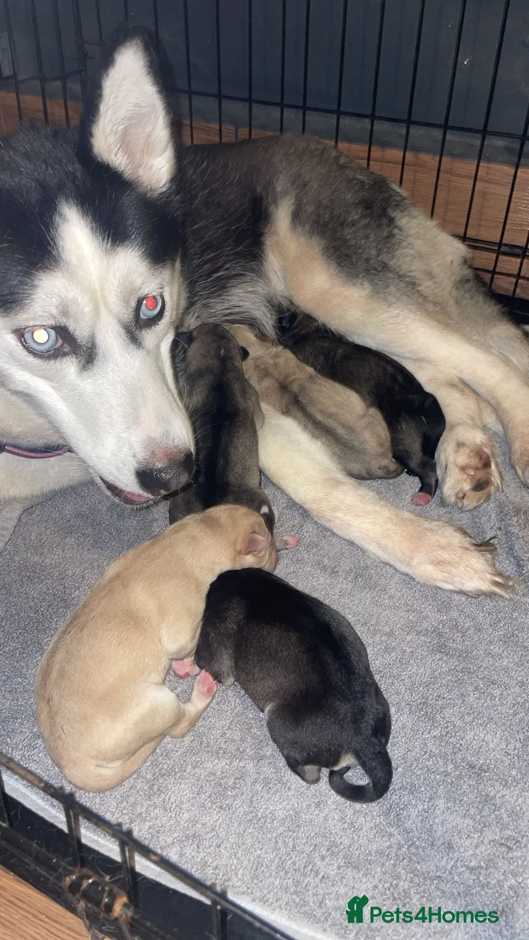 Mixed Breed dogs for sale: 5 beautiful puppies for sale  - Advert 3