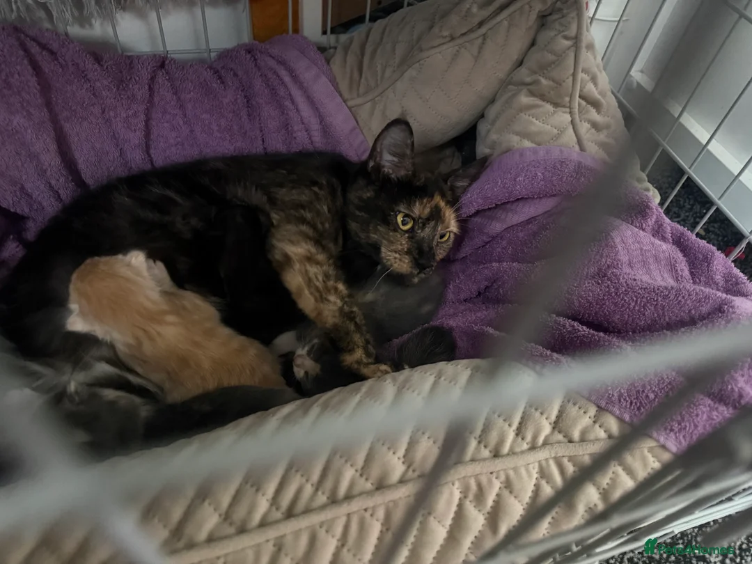 Maine Coon cats for sale: Maincoon mix  - Advert 9