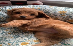 Cavapoo dogs for sale: Stunning premium F1 Cavapoo babies 🥰 - Image 29
