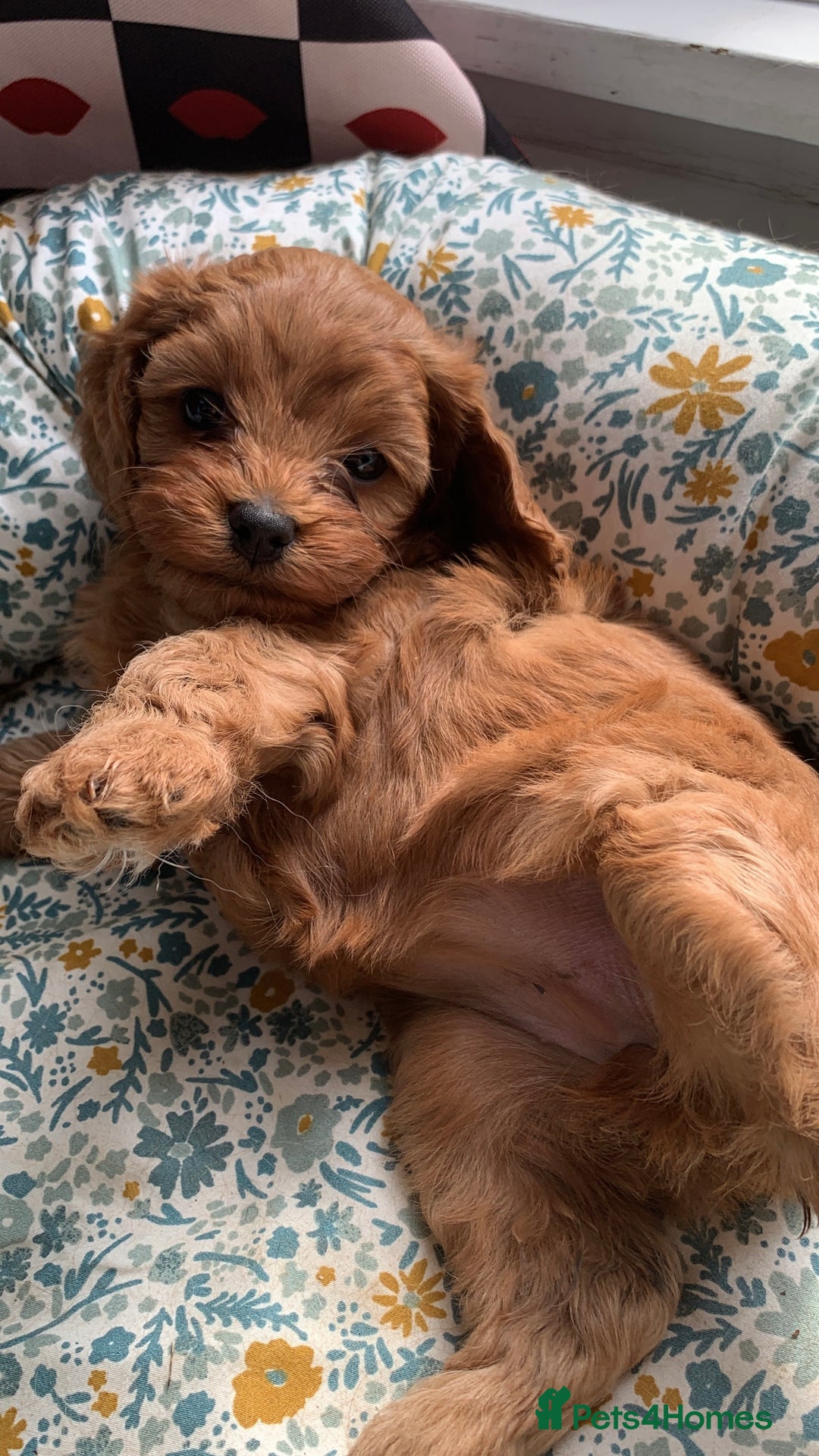 Cavapoo dogs for sale: Stunning premium F1 Cavapoo babies 🥰 - Image 29
