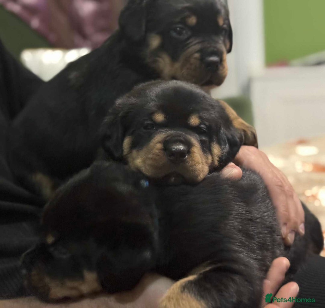 Rottweiler dogs for sale: Beautiful Rottweiler puppies  - Image 9
