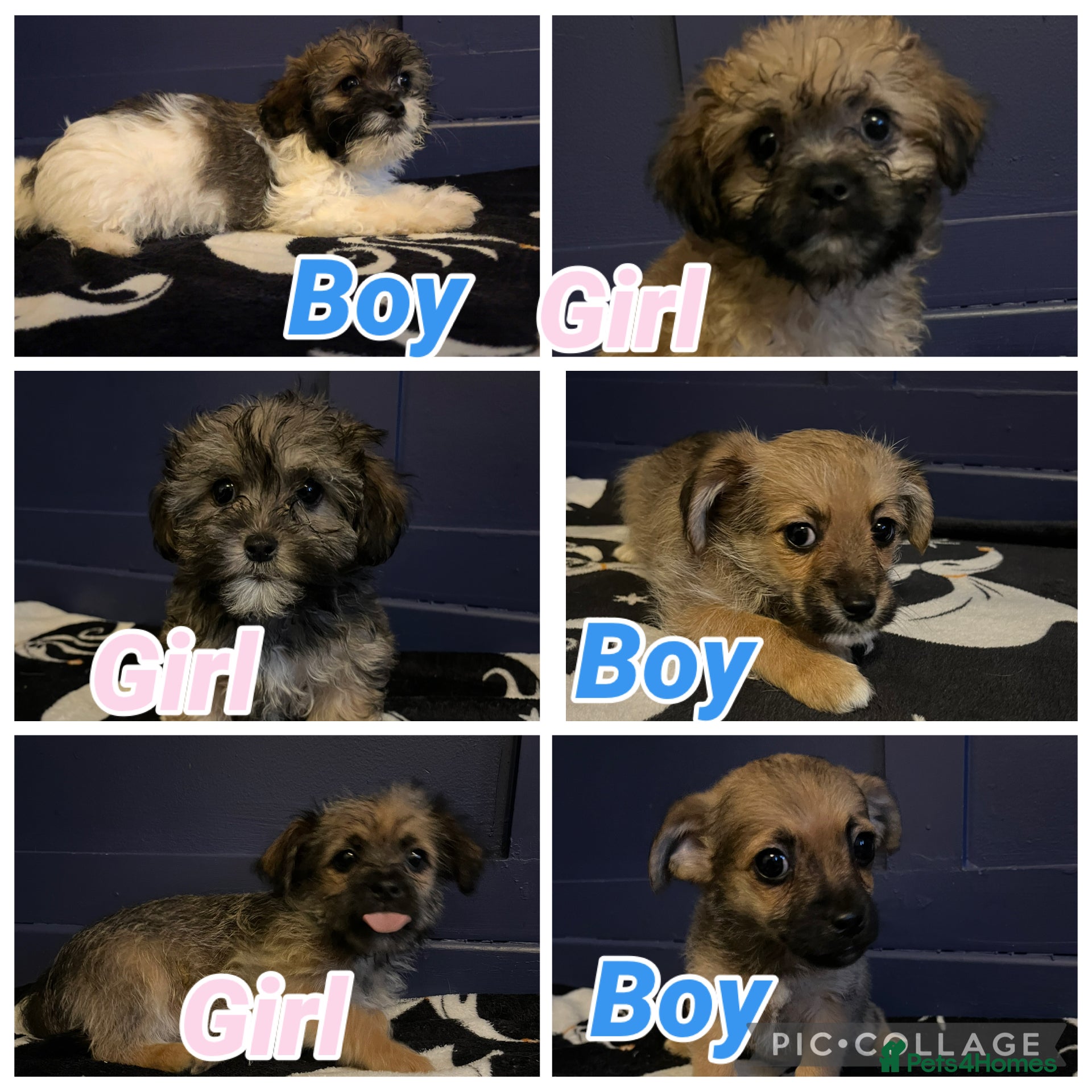 Shihpoo dogs Beautiful shihpoos 3 fluffy 3 straight haired  - Advert 14