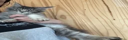 Maine Coon cats for sale: Sliver tabby mainecoon - Advert 2