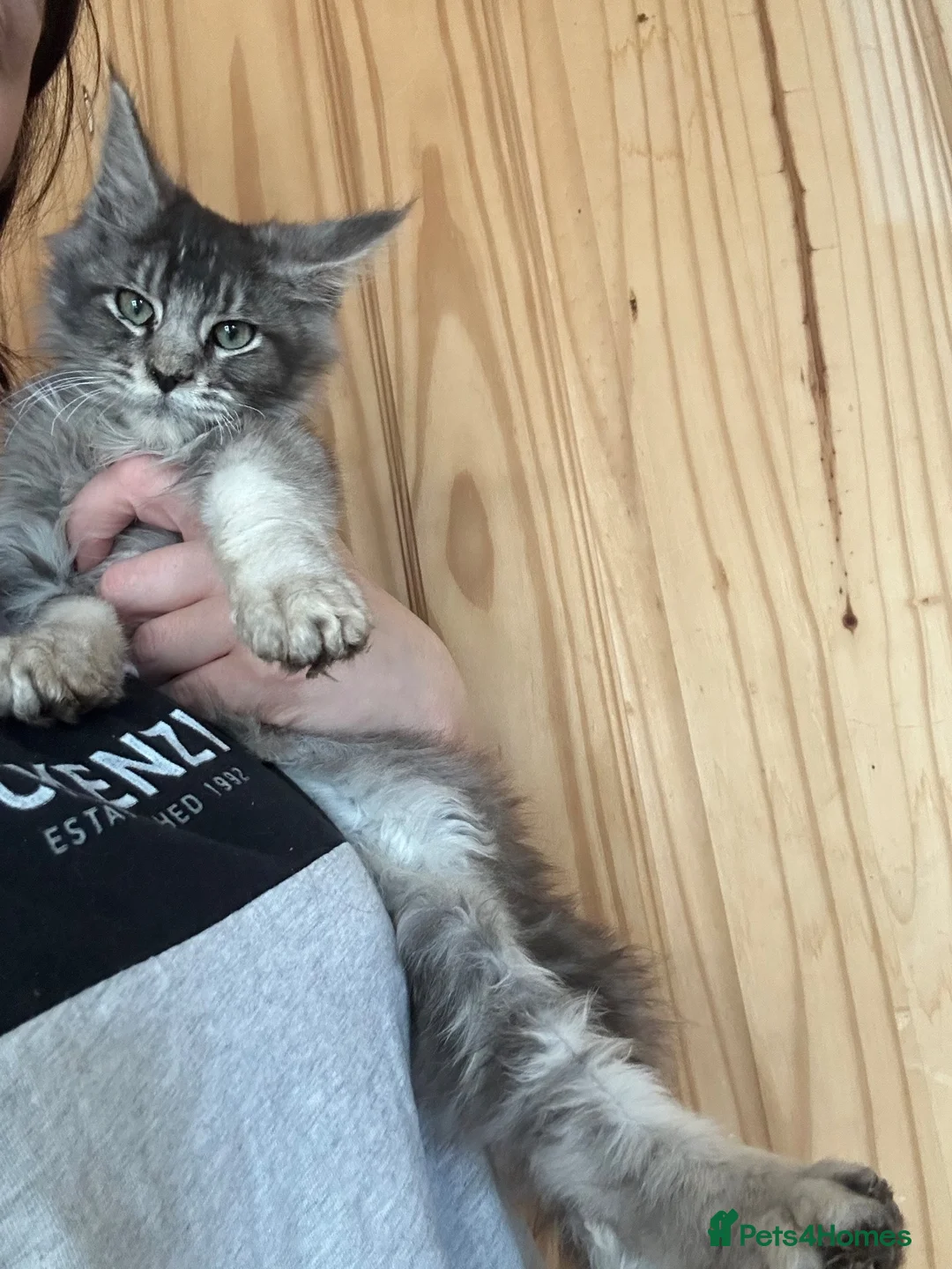 Maine Coon cats for sale: Sliver tabby mainecoon - Advert 2