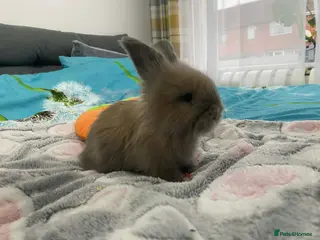 Angora rabbits Pure Breed Full Face Angora Kits - Advert 3