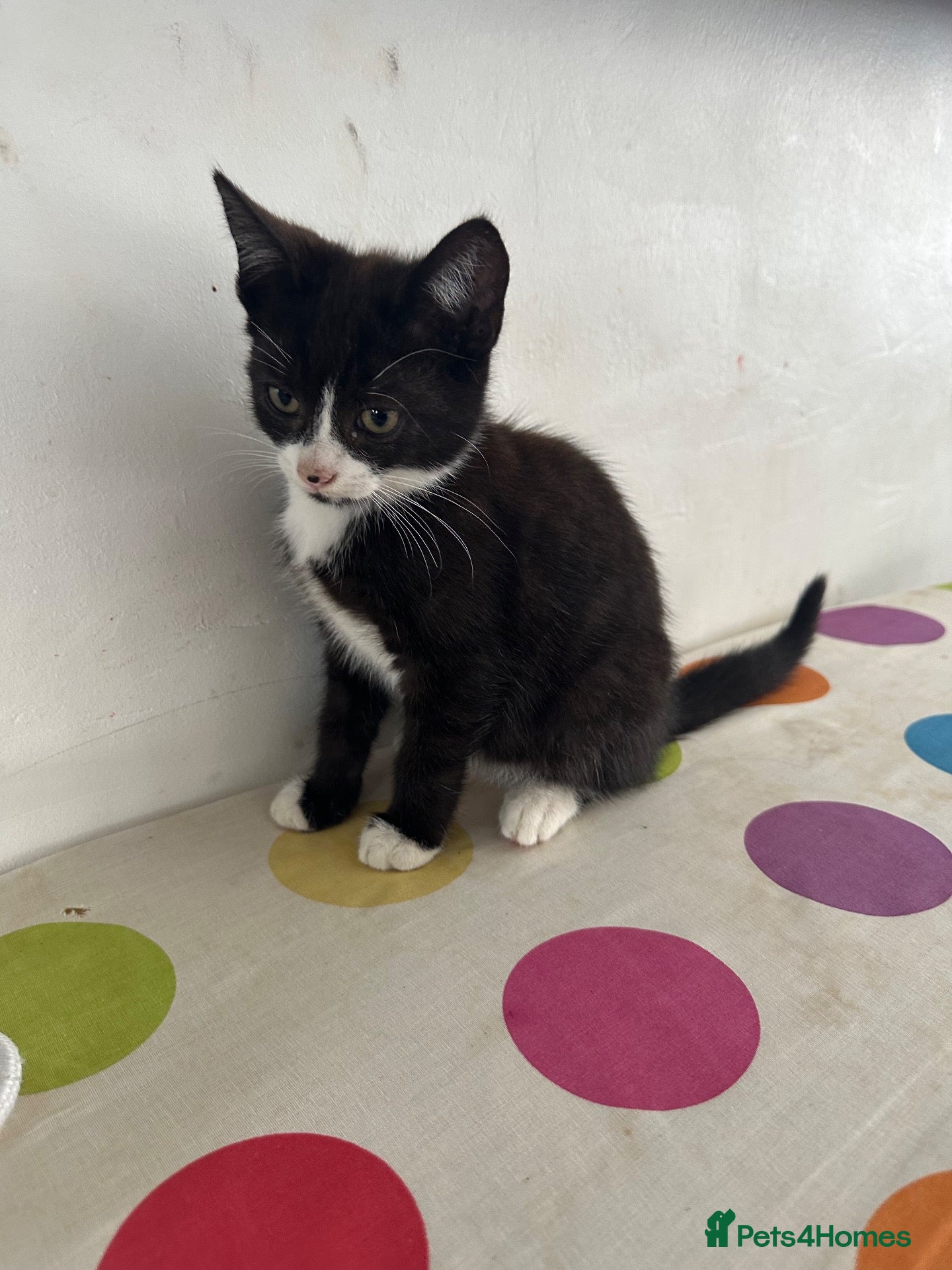 Mixed Breed cats for sale: Gorgeous kittens - Advert 12