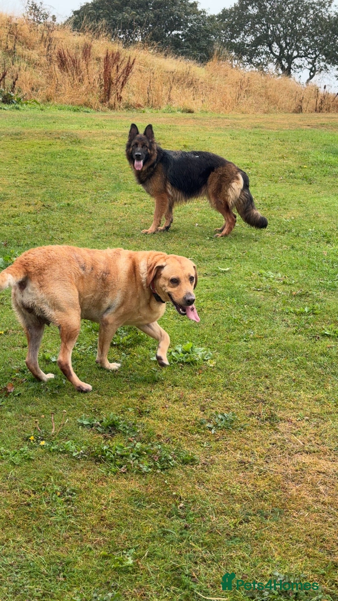 Labrador Retriever dogs for sale: Our beautiful girls - Advert 4