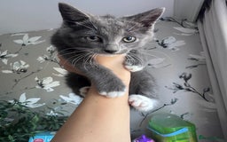 Domestic Shorthair cats for sale: Kittens for sale  - Image 2