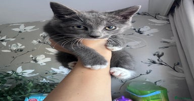 Domestic Shorthair cats - Advert 14