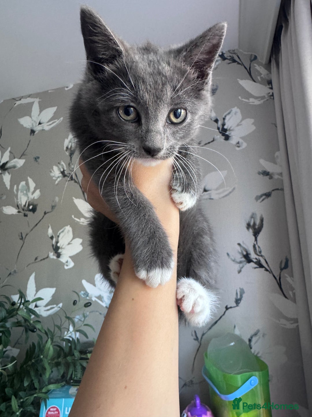 Domestic Shorthair cats for sale: Kittens for sale  - Image 2