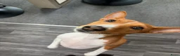 Basenji dogs for sale: Bassenji girl  in Manchester - Advert 2