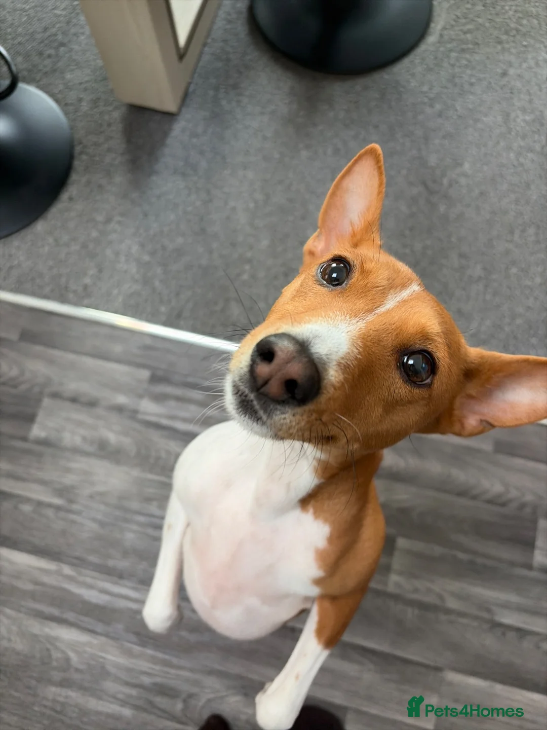 Basenji dogs for sale: Bassenji girl  in Manchester - Advert 2