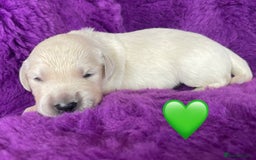 Golden Retriever dogs for sale: KC Reg Cream Boys from health tested parents.  - Image 3