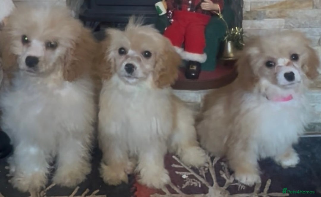 Cavapoo dogs for sale: Last 3 cavapoo girls.  ready to leave now  - Advert 3