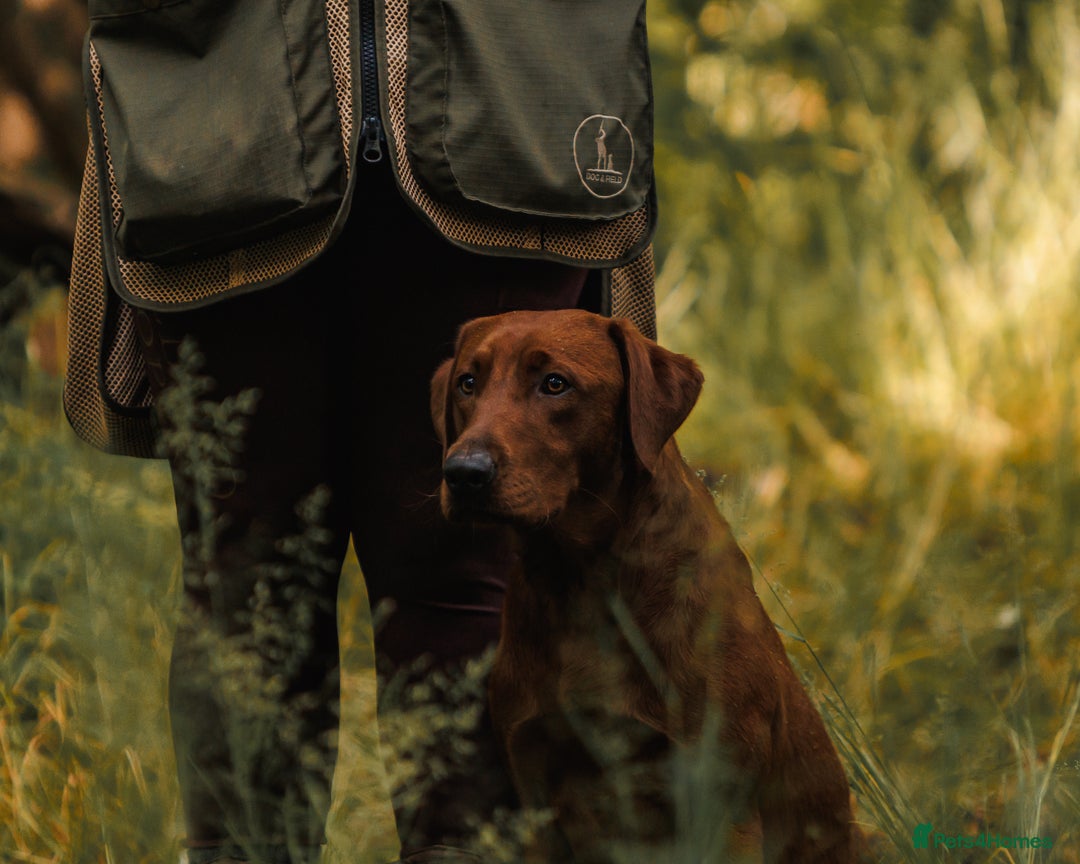 Labrador Retriever dogs for stud: Fully health tested DNA Clear  - Image 1