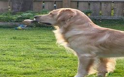 Golden Retriever dogs for stud: Dexx AKA Dexter in Oban - Image 2