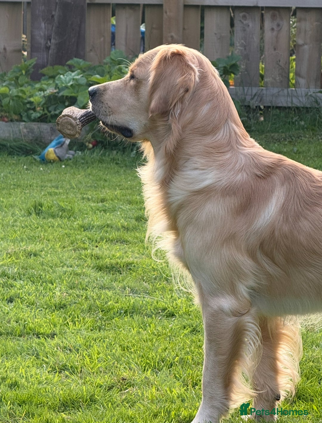Golden Retriever dogs for stud: Dexx AKA Dexter in Oban - Image 2