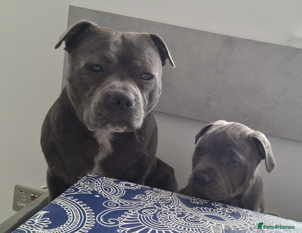 Staffordshire Bull Terrier dogs Beautiful Blue Staffy KC registered (Stormregalia) - Advert 2