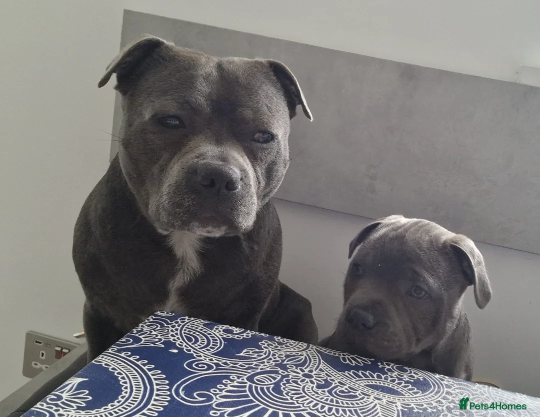 Staffordshire Bull Terrier dogs for sale: Beautiful Blue Staffy KC registered (Stormregalia) in London - Advert 2
