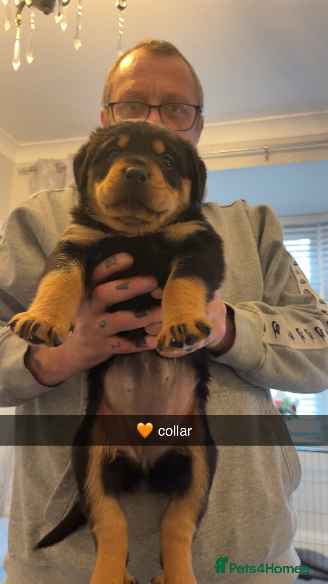 Rottweiler dogs for sale: Big boned chunky Rottweiler puppies - Advert 28