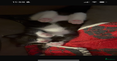 Domestic Shorthair cats - Advert 5