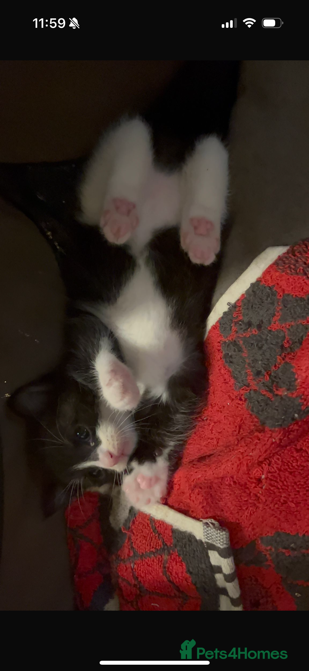 Domestic Shorthair cats for sale: 3 adorable kittens ready for their forever home  - Image 2