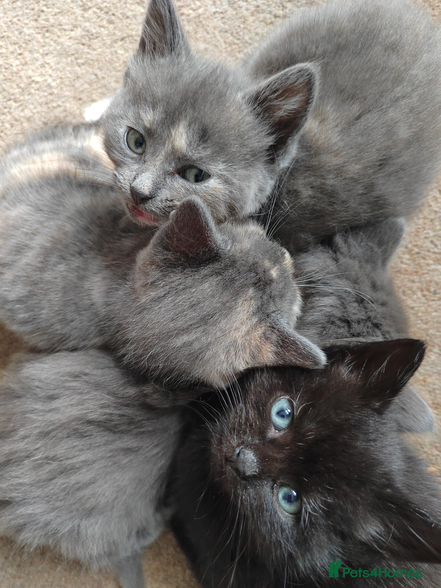 Mixed Breed cats for sale: Beautiful grey, tortoiseshell, black kittens in Wakefield - Advert 17
