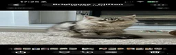 Maine Coon cats for sale: Majestic Maine coon Kittens - Advert 3