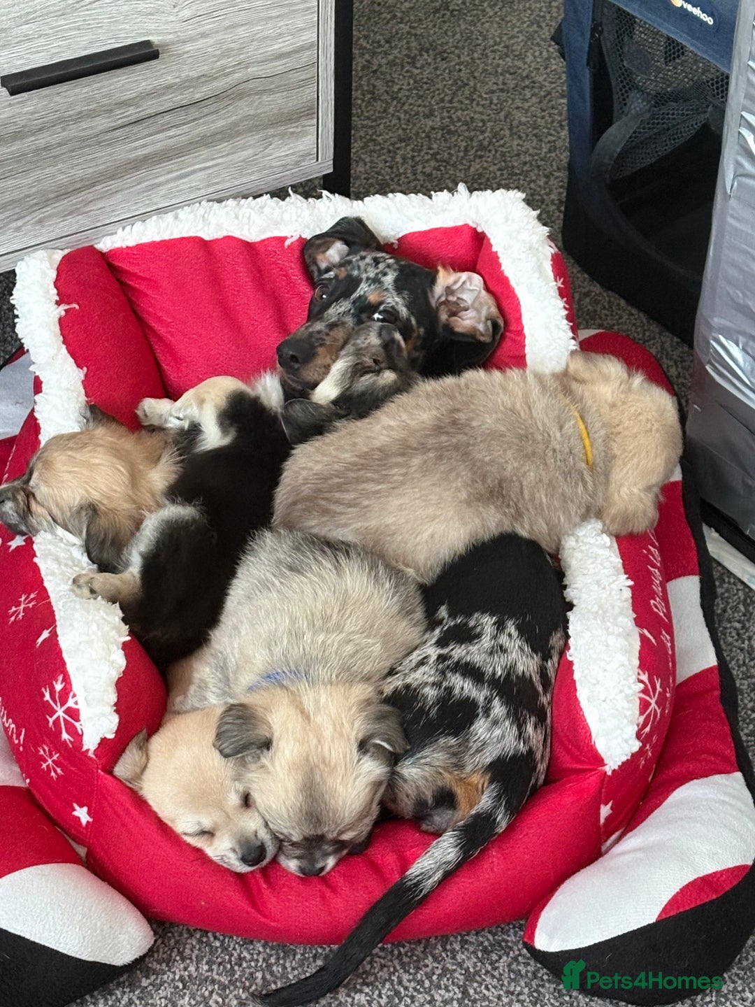 Chiweenie dogs for sale: 6 Beautiful Chiweenie Puppies *Reduced* - Advert 7